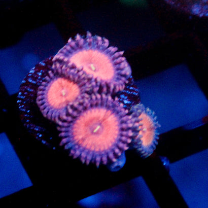 JC Amber Bliss Zoanthid