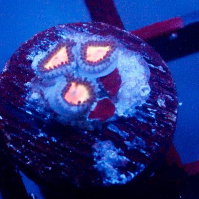 JC Peach Bellini Zoanthid
