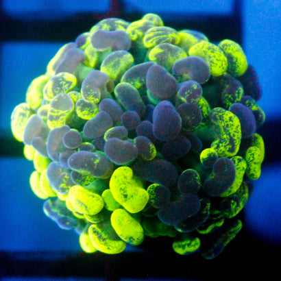 JC Ultra Splatter Hammer