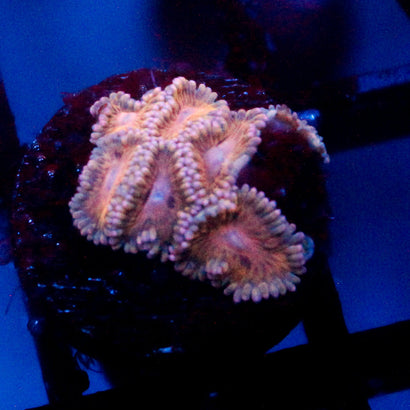 JC Stratocaster Zoanthid