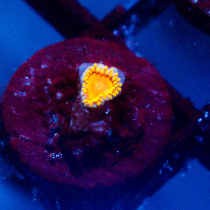 JC Sunny D Zoanthid