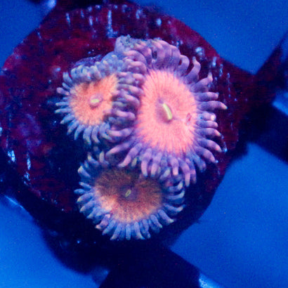 JC Amber Bliss Zoanthid