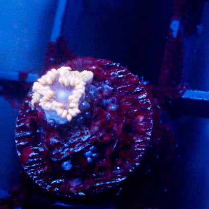 JC Rando Zoanthids