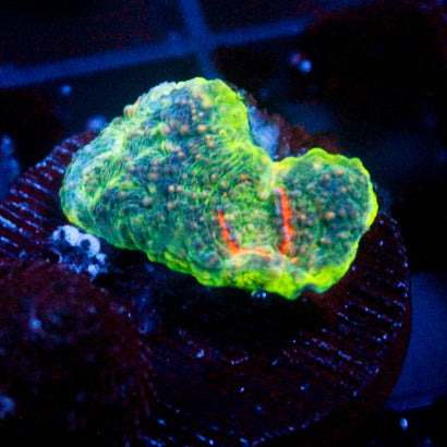JC Rainbow Echinata