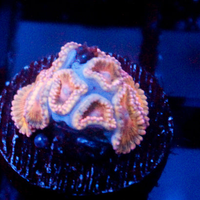 JC Pink Seam Zoanthid