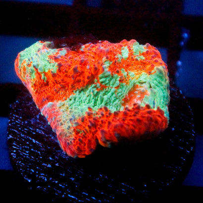 JC Miami Beach Rainbow Chalice
