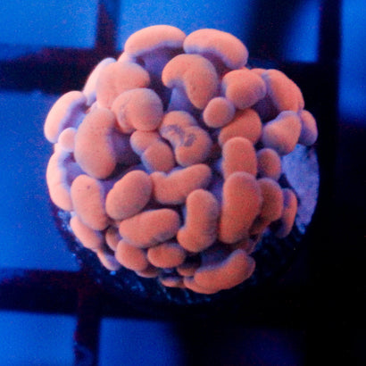 JC Orange Splatter Hammer
