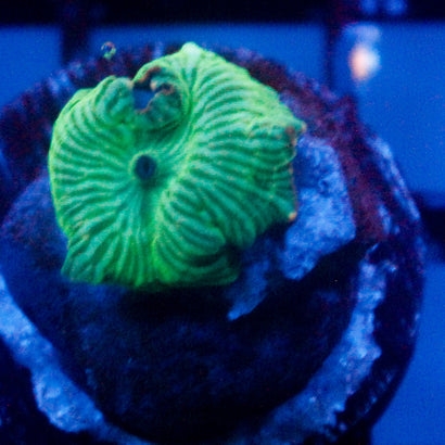 JC Watermelon Rind Mushroom