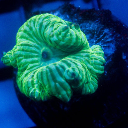 JC Watermelon Rind Mushroom