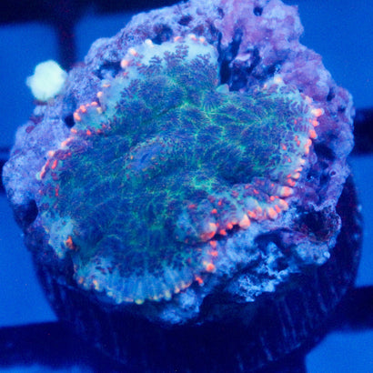 JC Toxic Blood Mushroom