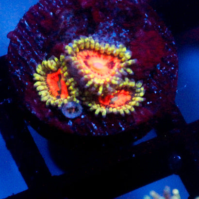 JC Rainbow Incinerator Zoanthid