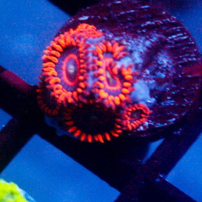 JC Red Hornet Zoanthid