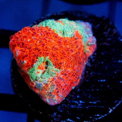 JC Miami Beach Rainbow Chalice