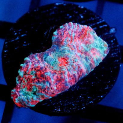 JC Unholy Trinity Chalice