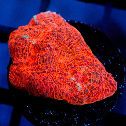 JC Cheese Time Chalice