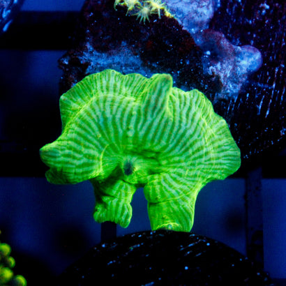 JC Watermelon Rind Mushroom