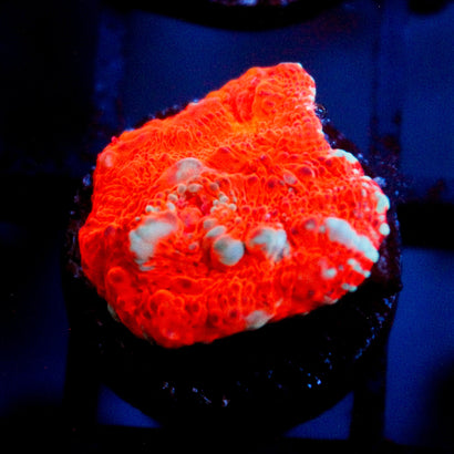 JC Cheetos Finger Chalice