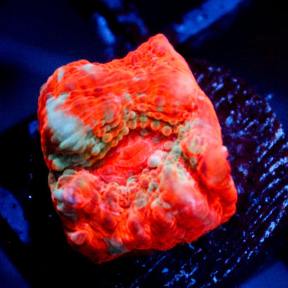 JC Citrus Dream chalice