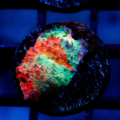 JC Miami Beach Rainbow Chalice