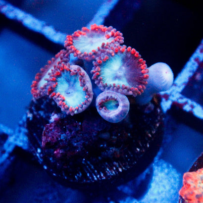 JC Molten Sulfer Zoanthid