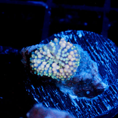 JC Itty Bitty Spider Ricordea