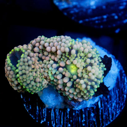 JC Long Lime Ricordea