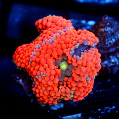 JC Citrus Scream Ricordea