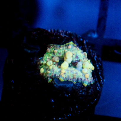 Baby Neptune Bounce Mushroom