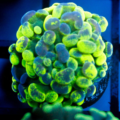 JC Ultra Splatter Hammer