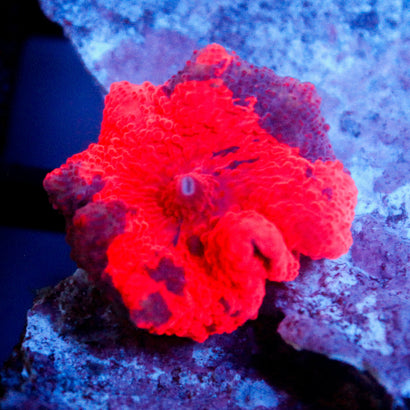 JC Ultra Deadpool Mushroom