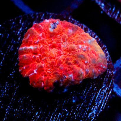 JC Cheetos Finger Chalice