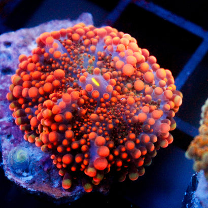 JC Ultra Godzilla Yuma