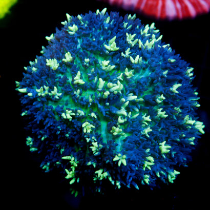 JC Incredibles Mushroom SHOW SIZE