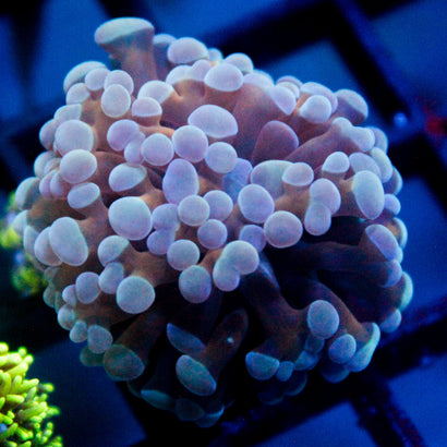 JC Blue Bubbles Hammer