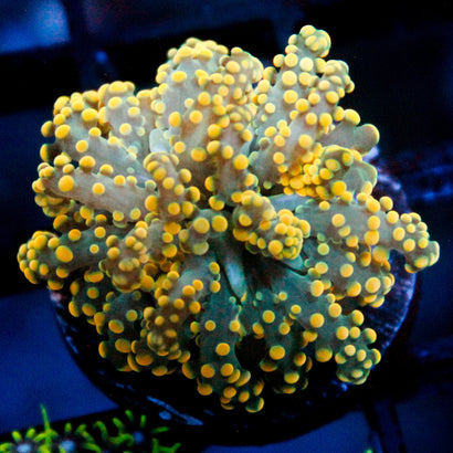 JC Yellow Tip Octo