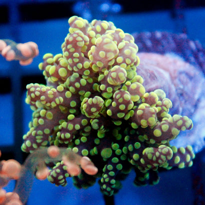 JC Green Lagoon Octo