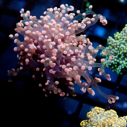 JC Pink Tip Octo