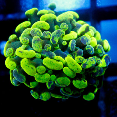 JC Bicolor Splatter Hammer