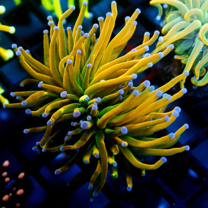 JC XTreme Splitting Heads