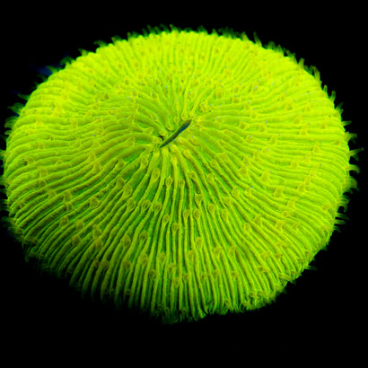 JC Radioactive Plate Coral