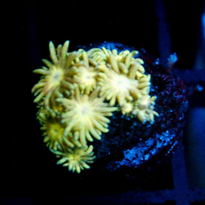 JC Butter Yellow Goni