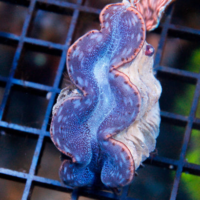 A Grade Maxima Clam