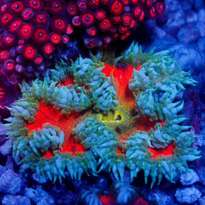 JC Ultra Rock Flower Anemone