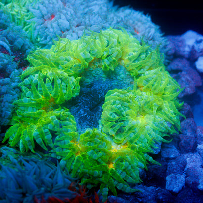 JC Ultra Rock Flower Anemone