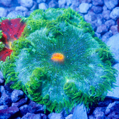 JC Ultra Rock Flower Anemone