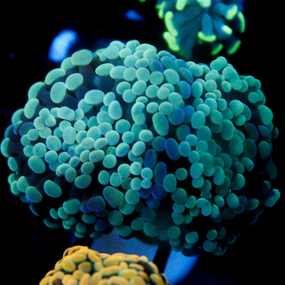 JC Bicolor Teal Frammer (2 Heads)