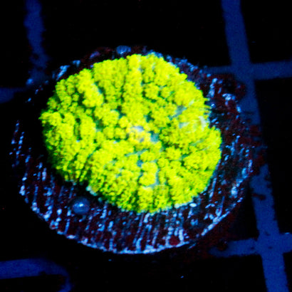 Neon Green Rhodactis Mushroom