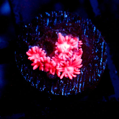 JC Pink Kraze Goni