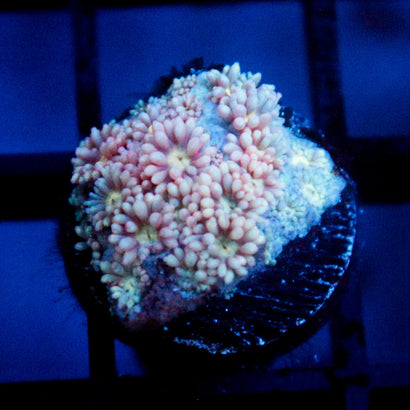 JC Pink Pastel Goni