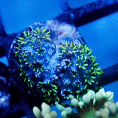 JC Sympodium